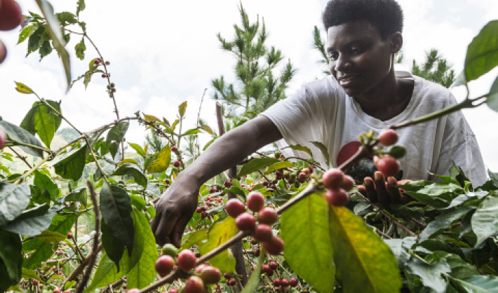 A person harvesting coffee cherries from a coffee plant.
